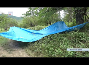 Արցախում թթի բերքն առատ է , սակայն