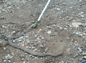 Ավտոմեքենայի մեջ օձ է հայտնվել