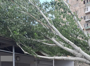 Երևանում ուժեղ քամուց ծառը կոտրվել և ընկել է կայանած ավտոմեքենաների և խանութների վրա
