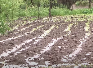 Աղետը հասավ Լոռի