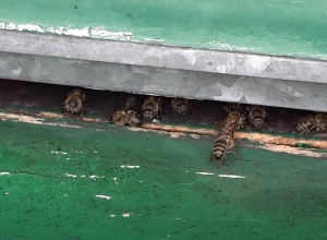 Մեղուներն արևոտ օրերի են սպասում