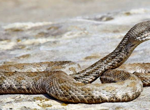 Օձերի ակտիվության շրջան․ ինչպե՞ս զգուշանալ և ինչպե՞ս վարվել