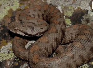 Օձերի ակտիվության շրջան․ ինչպե՞ս զգուշանալ և ինչպե՞ս վարվել