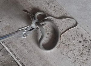 27 ահազանգ օձերի վերաբերյալ