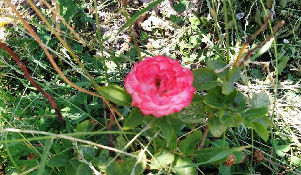 եղանակ ծաղիկ