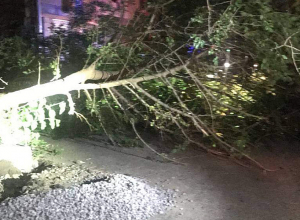 Գիշերը ծառը կոտրվել է