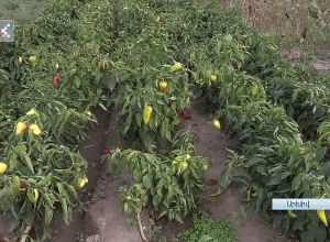 Պաշարված Արցախում գյուղատնտեսությամբ զբաղվելը դարձել է գրեթե անհնար