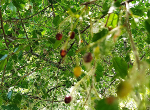 Եղանակը Հայաստանում եւ Արցախում