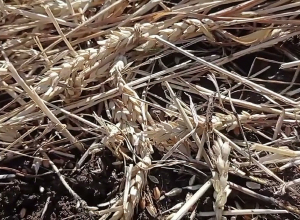 Ամբողջ տարվա ծանր աշխատանքը կարկուտը հավասարեցրեց հողին՝ սահմանային Անիի դաշտերում