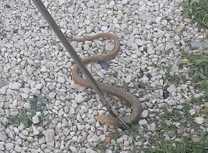 Լորտու, սահնօձ, շահմար, գյուրզա. տեսել ու ահազանգել են