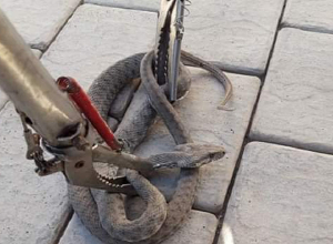 Օձեր են նկատել նաեւ Երեւանում