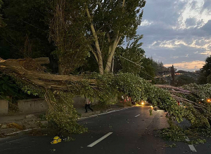 Երևանի տարբեր վարչական շրջաններում տապալվել են ծառեր