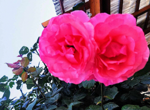 Երևանում սեպտեմբերի 3-7-ին սպասվում է առանց տեղումների եղանակ