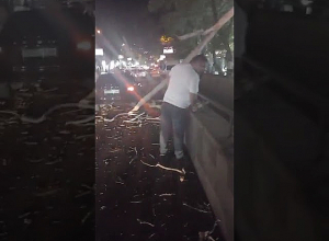 Օպերայի մոտակայքում հսկայական ծառ է տապալվել