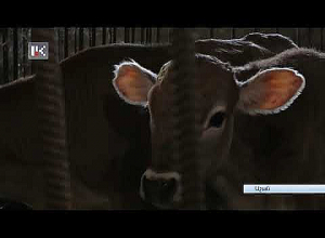 Անասնապահները լուրջ դժվարությունների առաջ են կանգնել