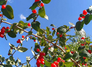 Օդի ջերմաստիճանն աստիճանաբար կբարձրանա 5-7 աստիճանով