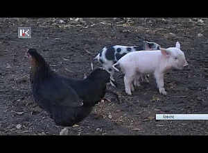 Մսի շուկայում վերահսկողությունն ուժեղացվում է