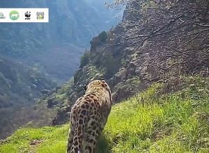 Հազվադեպ տեսարան՝ ընձառյուծի ցերեկային զբոսանքը «Խոսրովի անտառ» պետական արգելոցում