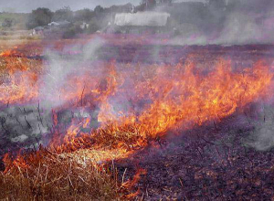 Դիլիջանի «Փոքր Դիլի» կոչվող հանդամասում այրվել է մոտ 23 հա խոտածածկույթ