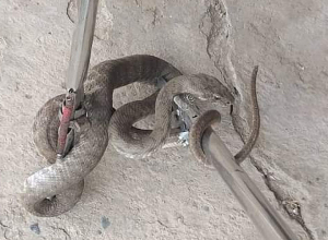 Անվտանգ տարածք է տեղափոխվել անհայտ տեսակի օձ