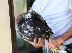 Հայտնաբերված քարարծիվը բաց է թողնվել վայրի բնություն