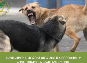 Արմավիրում  շան կատաղություն հիվանդության դեպք է արձանագրվել