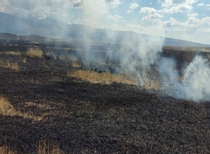 Արագածոտնի մարզի Գեղարոտ գյուղում այրվել է մոտ 20 հա խոզան