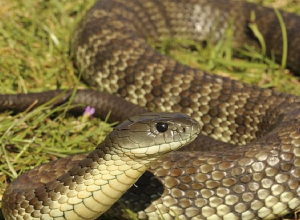 Երևանում, Եղվարդում, Նոր Գեղի և Զովունի գյուղերում օձեր են նկատվել