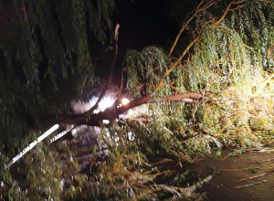 Ծառը շրջվել է դեպի ճանապարհի երթևեկելի հատված