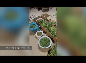 Արմավիրի ոստիկանները զննությամբ շուրջ 26 կգ կանեփանման զանգված են հայտնաբերել