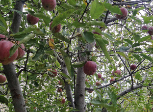Օդի ջերմաստիճանը կնվազի 8-10 աստիճանով