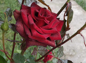 Օդի ջերմաստիճանը վաղվանից կնվազի