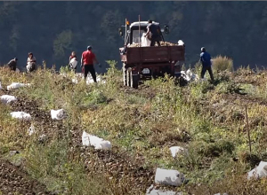 Տնային տնտեսուհիները դաշտերում են