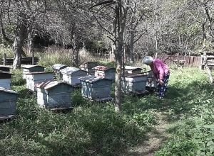 Մեղրաքամն ավարտվել է, բայց մեղր չկա