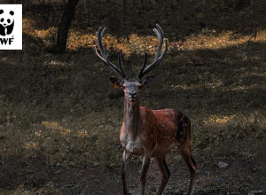 Վերադարձ Դիլիջան՝ ավելի քան 200 կմ ճանապարհորդությունից հետո