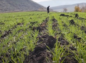 Թանկացման դեմ միջոց չկա