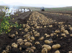 Գեղարքունիքի մարզում կատարվել է 7 հազար հեկտար աշնանացան, ավարտվել է կարտոֆիլի բերքահավաքը