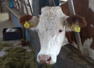 Աջակցության շահավետ ծրագրեր՝ անասնապահությամբ զբաղվողների համար