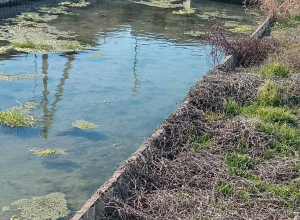 Կասեցվել է ձկնաբուծարանի ապօրինի ջրօգտագործումը