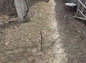 Ալկոհոլ օգտագործած վիճակում տան բակում ձեռնափայտով հարվածել է 91-ամյա հորը