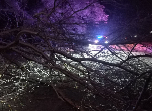 Առատ ձյան պատճառով ծառը կոտրվել և ընկել է ճանապարհի երթևեկելի հատված