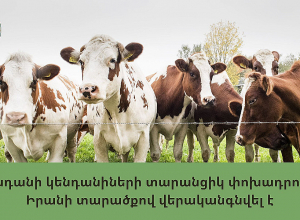 Կենդանիների տարանցիկ փոխադրումը Իրանի տարածքով վերականգնվել է