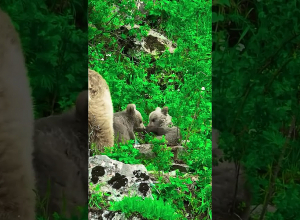 Տեսանյութը նկարահանվել է Հայաստանի լեռներում