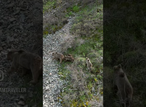 Արջերի զբոսանքը