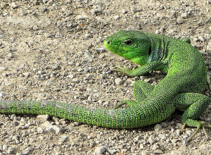 Հայաստանում տարածված մողեսների տեսակները անվտանգ են մարդկանց համար