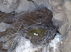 Առաջին անգամ Լոռու մարզում սև արագիլի  բույն է հայտնաբերվել