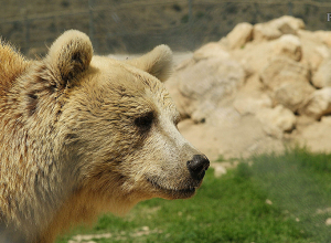 Ինչո՞ւ է արջը գալիս գյուղ․ FPWC-ն կաշխատի մարդ-վայրի կենդանի կոնֆլիկտի մեղմման ուղղությամբ