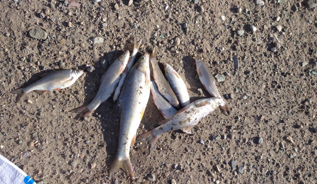 441959000_872600584896964_9126019561795424364_n