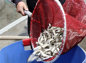 Կենսաբազմազանության միջազգային օրը նշանավորվեց 87.300 հատ Սևանի իշխանի Ամառային ենթատեսակի լիճ բացթողնմամբ