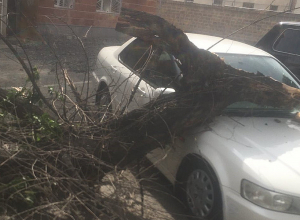 Ծառի ճյուղը պոկվել և ընկել է կայանած «Honda» մակնիշի ավտոմեքենայի վրա